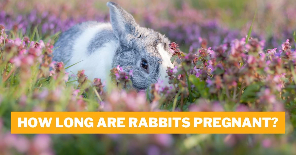 How Long Are Rabbits Pregnant?
