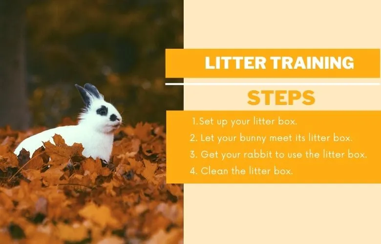 Litter Training Steps