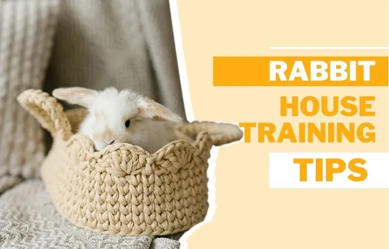 Rabbit House training Tips