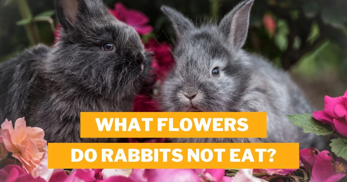 What Flowers Do Rabbits Not Eat?