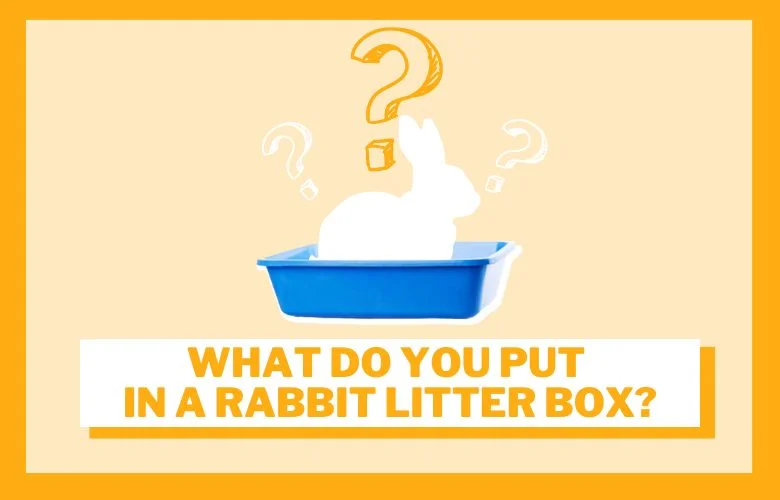 What do you put in a rabbit litter box?