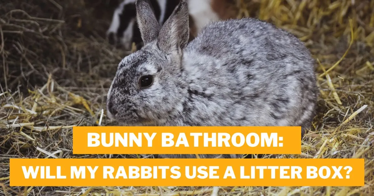 Will My Rabbits Use a Litter Box?