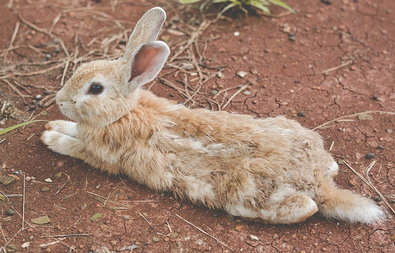 How to clean a dirty rabbit