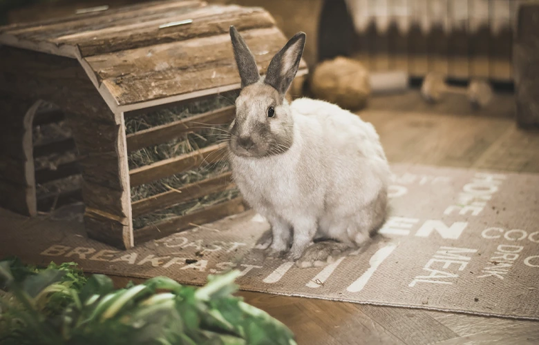 A rabbit living inside can make the house smell