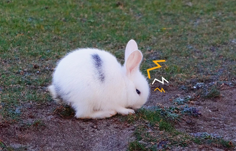 A rabbit trying to dig a hole