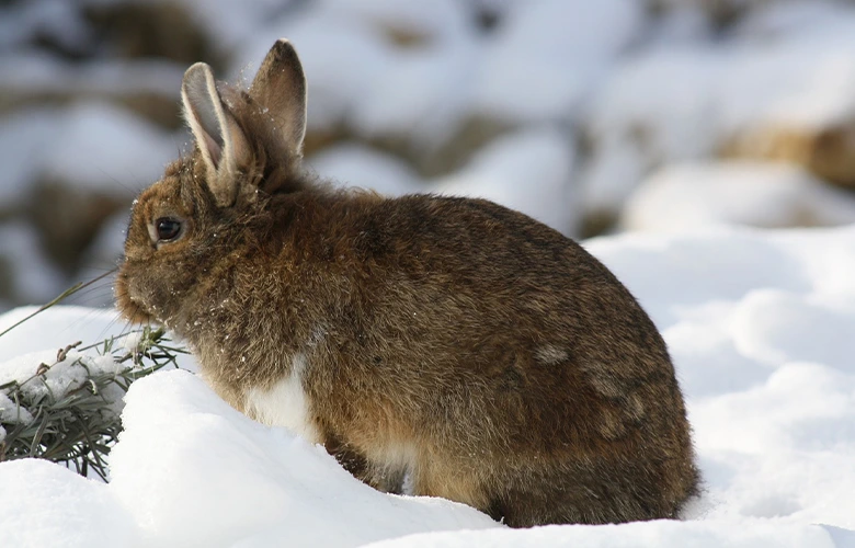 A rabbit wandering outside while snowing