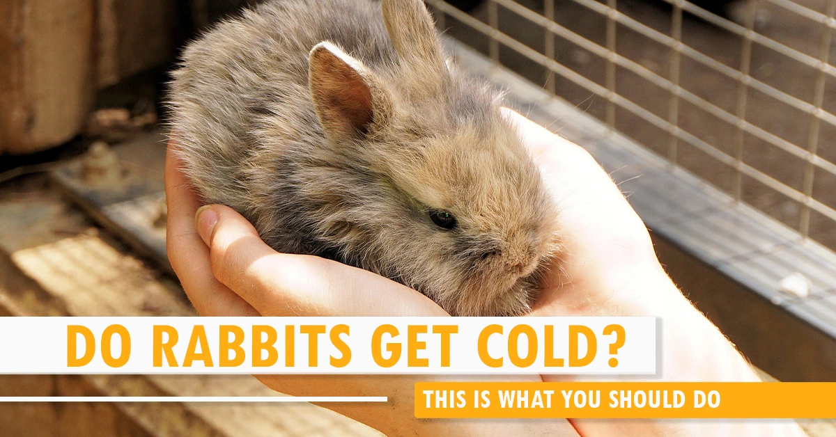 Do Rabbits Get Cold