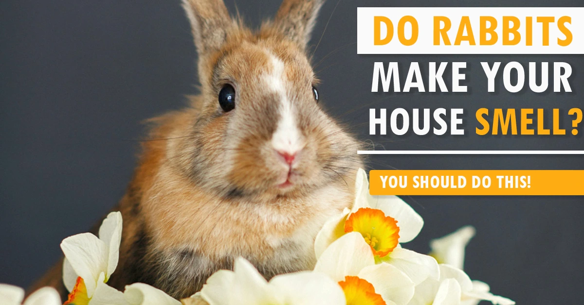 Do Rabbits Make Your House Smell