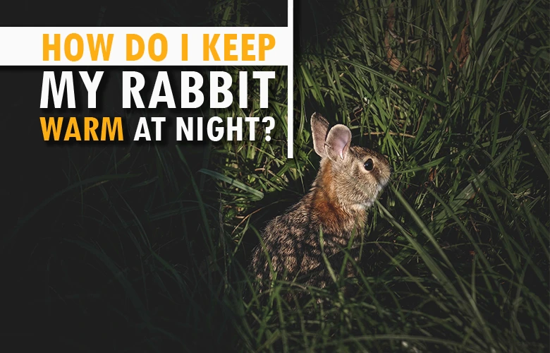 How Do I Keep My Rabbit Warm at Night