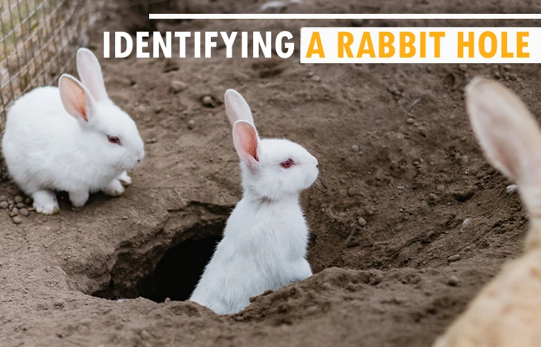 Identifying a Rabbit Hole