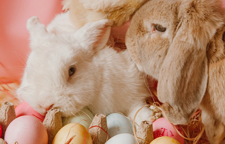 Two rabbits playing with colored eggs for Easter