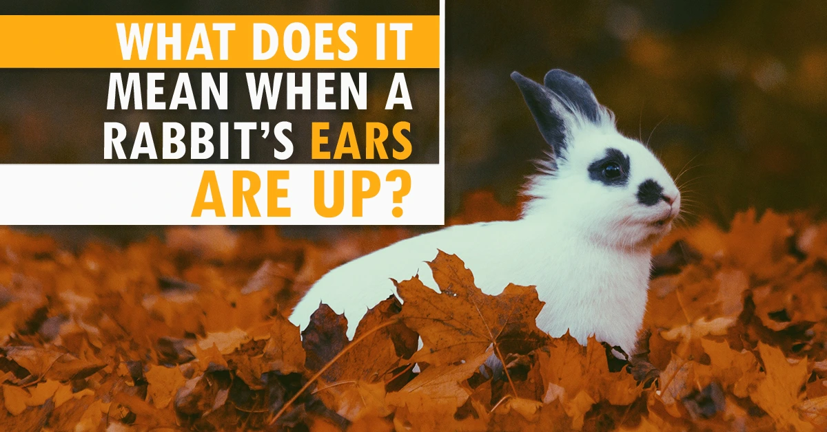 What Does It Mean When a Rabbit’s Ears Are Up